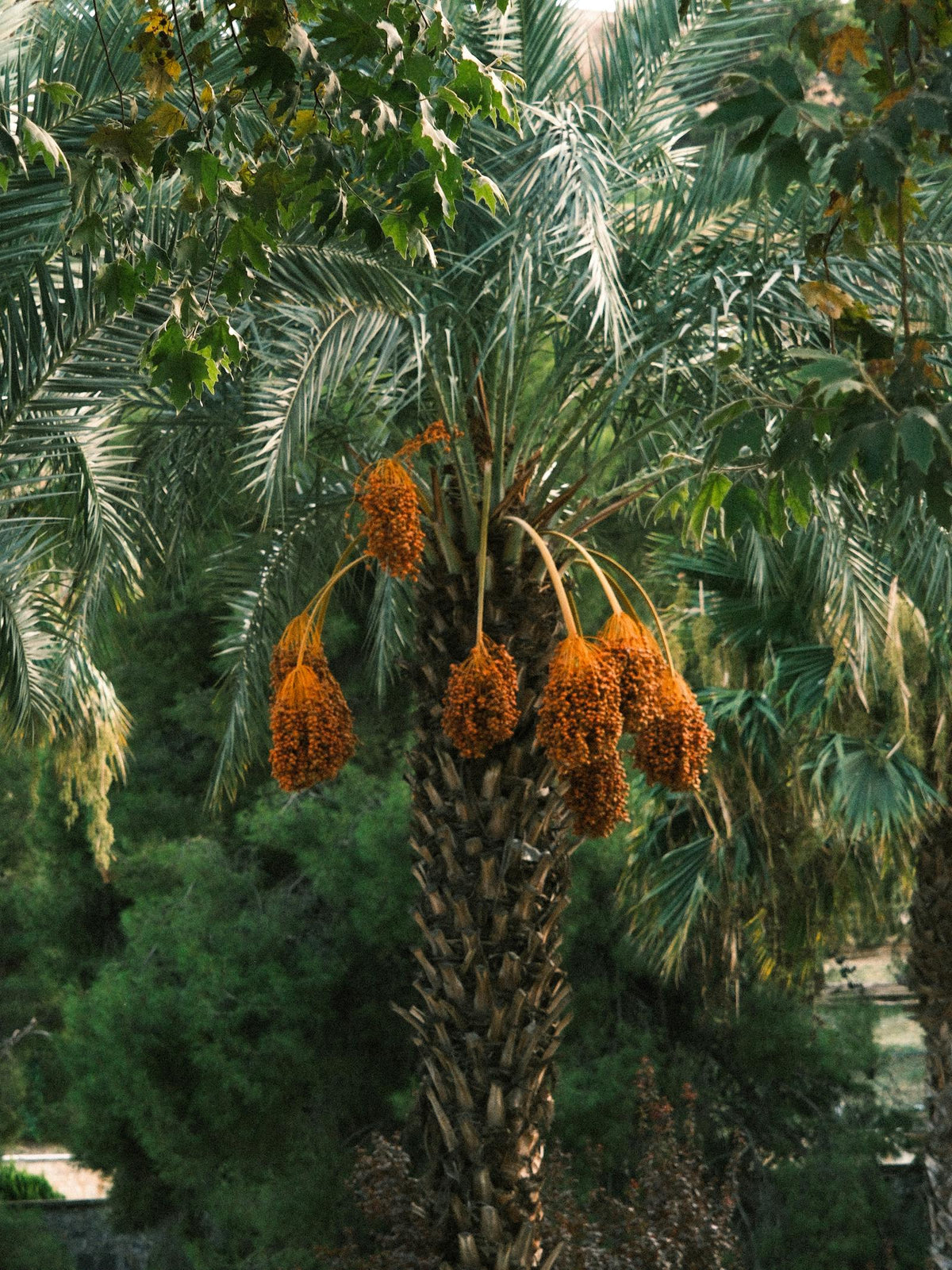 DATE PALM TREES